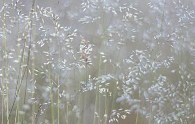 Pollen bij hoorkoorts