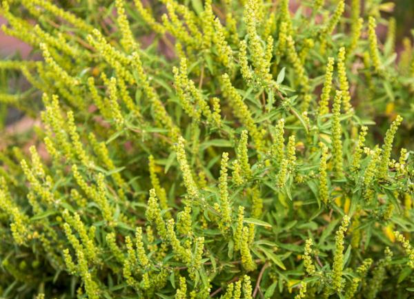Ambrosia plant